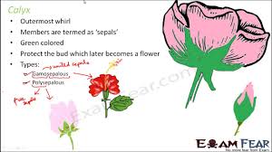 Flowers contain the plant's reproductive structures. Custom Writing Service Www Fuste Pt