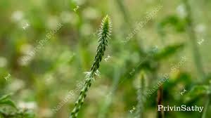 Image result for Achyranthes aspera