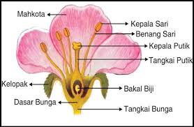 Hasil gambar untuk struktur bunga lengkap