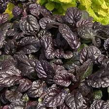 Image result for Ajuga