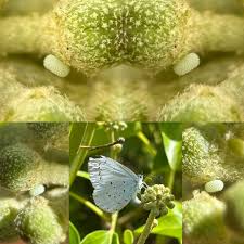 Image result for Celastrina argiolus