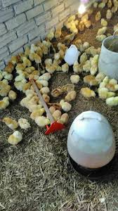 Ayam diletakkan di dalam bakul plastik seperti yang anda perhatikan. Syukur 300 Ekor Anak Ayam Ayam Kampung Kacuk Janggut Facebook