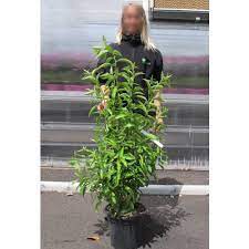Although night blooming jasmine may not be much to look at during the day, by night, this exquisite plant completely comes to life. Jasmine Night Blooming Buy Jasmine Night Blooming Cestrum Nocturnum