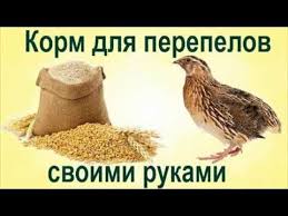 как сделать комбикорм для бройлеров в домашних условиях видео Gotovim Korm Dlya Perepelov Svoimi Rukami Razvedenie Perepelov V Domashnih Usloviyah Kombikorm Youtube V 2020 G Perepela Razvedenie Kur Domashnie Pticy