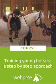 A Step By Step Approach To Training Young Horses In 2021 Horses Horse Exercises Horse Training Tips