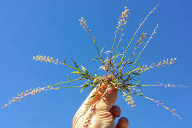 Image result for Tragus racemosus