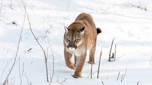 Puma travel trailers and fifth wheels when you're looking for adventure, nothing is better suited for family fun than a puma. Reisen Auf Den Spuren Des Berglowen In Der Weiten Kanadischen Wildnis