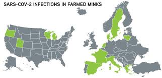 Denmark Culling Minks In Attempt To Eliminate Sars Cov 2 Variant American Veterinary Medical Association