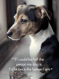 Pin On All About Dogs