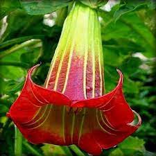 Brugmansia Sanginea Red Angel S Trumpet Kebun Bunga Bunga Bloemen