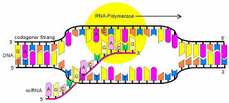 Jun 23, 2021 · they are both mrna vaccines, and both very effective, strang said. Biologie Fur Mediziner Pdf Kostenfreier Download