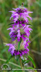 We did not find results for: Thumbnail Index Of Blue Purple Texas Wildflowers Texas Wildflower Pictures By Gary Regner Photography Purple Wildflowers Texas Wildflower Wild Flowers