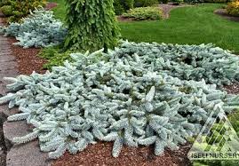 Picea Pungens Procumbens Probably Couldn T Grow It But It Is Wonderful Feengarten Pflanzen Immergruner Garten Gartendesign Ideen