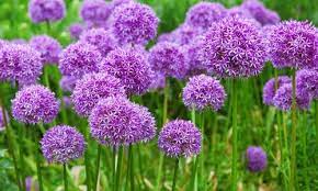 Dimensione palmare palla fiore di carta di faccia di topolino! Allium Un Bulbo Che Produce Dei Magnifici Fiori Dal Forte Odore Di Aglio