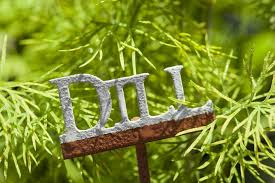 How to harvest dill without killing the plant. 5 Ways To Harvest Dill Without Killing The Plant Outdoor Happens Homestead