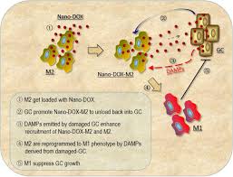 Lim designs, produces and commercializes measuring instruments and solutions dedicated to drilling. Harnessing The Cross Talk Between Tumor Cells And Tumor Associated Macrophages With A Nano Drug For Modulation Of Glioblastoma Immune Microenvironment Biorxiv