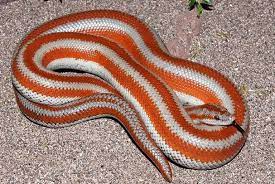 Rosy Boa Driestreep Boa Rosy Boa Cute Snake Reptiles And Amphibians