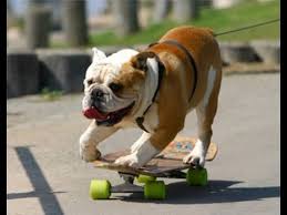 Yay Funny Animal Videos Youtube A large collection of funny images and photos of animals. yay funny animal videos