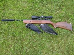 Maybe you would like to learn more about one of these? Hukum Berburu Dengan Senapan Angin Menuru Islam Dalam Islam Gapai Ketaqwaan