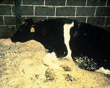 Esta enfermidade foi diagnosticada pela primeira vez, no ano de 1986, quando houve a morte de diversos bovinos em . Encefalopatia Espongiforme Bovina Wikipedia A Enciclopedia Livre