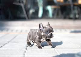Due to their small size mini french bulldogs can be. Bumble Blue French Bulldog