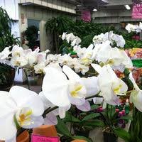 Įmonės metropolitan wholesale veiklos vieta: Metropolitan Wholesale Cityside Flowers Flower Shop In Saddle Brook