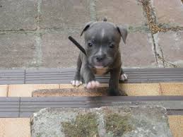 I Bought The Smallest Collar I Could Pitbull Puppies Animals Puppies