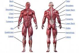 Acl reconstruction surgery unlabeled diagram. 15 Muscular System Ideas Muscular System Anatomy Human Muscular System
