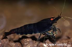 Black Tiger Shrimp With Orange Eyes Freshwater Aquarium Shrimp Tiger Shrimp Freshwater Aquarium