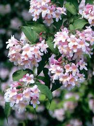 Diese eignen sich bestens als sichtschutz und lassen den garten in wunderschönen farben erstrahlen. Platzsparend Geholze Fur Kleine Garten Marz 2019 Familienheim Und Garten