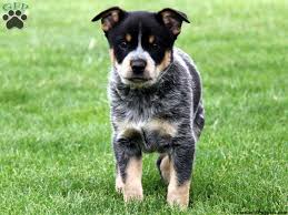 Bernese Mountain Dog With Blue Healer Yahoo Image Search Results Blue Heeler Puppies Cattle Dog Puppy Australian Cattle Dog Puppy