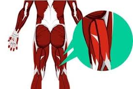 Image result for Hamstring Strain