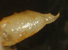 Image result for Polystachya cribbiana