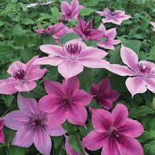 Image result for Clematis villosa