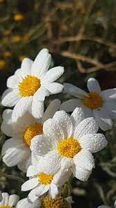 زهرة الاقحوان in 2021 flower aesthetic baby art flowers