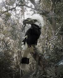 Birds Of Prey Common Sense Media By Simen Johan Animal Photography Wild Kingdom Beautiful Birds