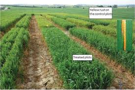 Modeling The Main Fungal Diseases Of Winter Wheat Constraints And Possible Solutions Intechopen
