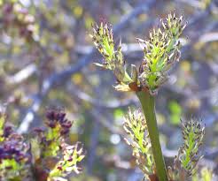 Image result for Antizoma angustifolia