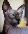 Gallery - Sphynx Kittens For Sale | Bluesphynx