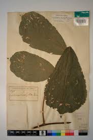 Image result for Leptoderris