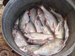 Din aceste ingrediente veți obține 2250 g de pește conservat. PeÈ™te Pe IarnÄƒ La Borcan IntamplÄƒri ObiÈ™nuite