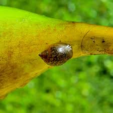 AQUALASSIC（アクアラシック）