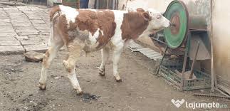 Vând vacă cu vițel de angus. Vand Vitel Angus De 2 Luni Adroi Zoo
