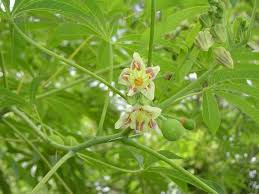 Image result for Manihot carthagenensis