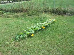 18 feet of 2 x 2 lumber Plantfiles Pictures Climbing Zucchini Tromboncino Trombocino Zucchetta Rampicante Italian Trombone Squash Tromba D Albenga Cucurbita Moschata By Big Red