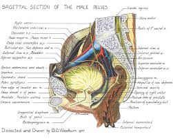 Check spelling or type a new query. Parasagittal Section Of The Male Pelvis English Labels Anatomytool