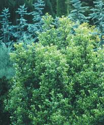 Castle Wall Blue Holly | Castle Wall, Backyard Landscaping, Small Backyard  Landscaping