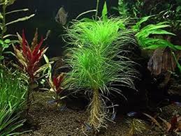 Image result for Eriocaulon setaceum