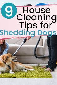 House Cleaning Tips For Keeping Your House Clean With Shedding Dogs Shedding Dog House Cleaning Tips Dog Shedding Dog Grooming Dog Health Tips