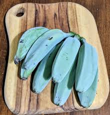 Adding this plant to your edible landscape or greenhouse can help preserve banana species blue java banana trees can tolerate temperatures as low as 20 degrees fahrenheit and are available in dwarf varieties that make good patio plants. Buy Banana Blue Java Plants In Australia Musa Acuminata Balbisian
